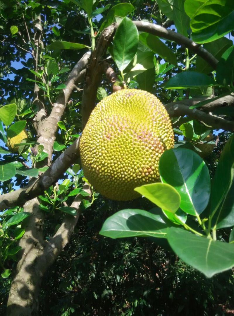 菠萝蜜5~10斤，68/个，广东省内包邮