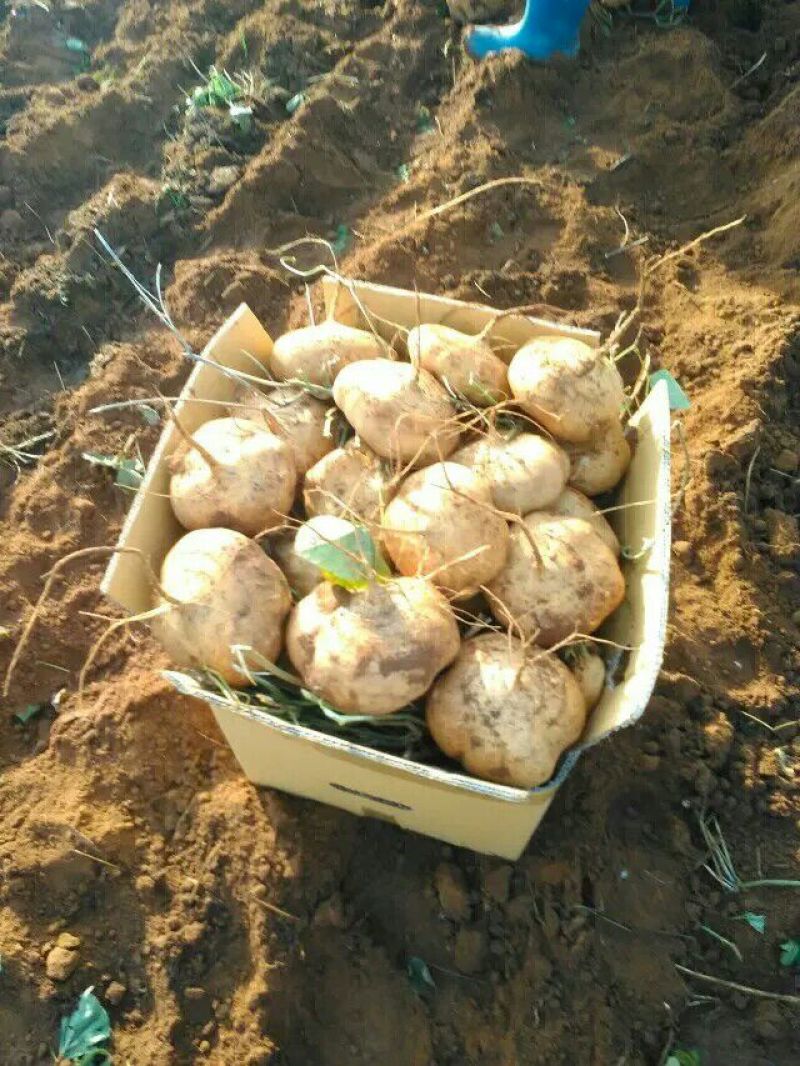 广东徐闻新苗苟葛白地瓜应季节凉薯沙苟