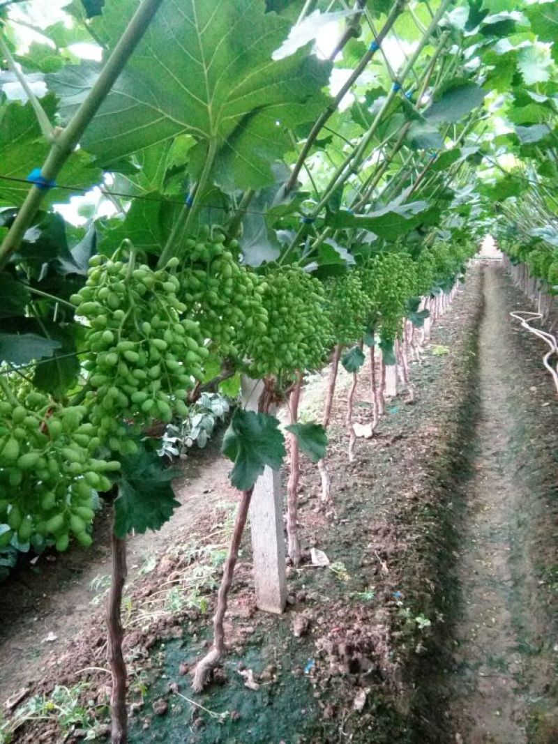克伦生葡萄5%以下2斤以上