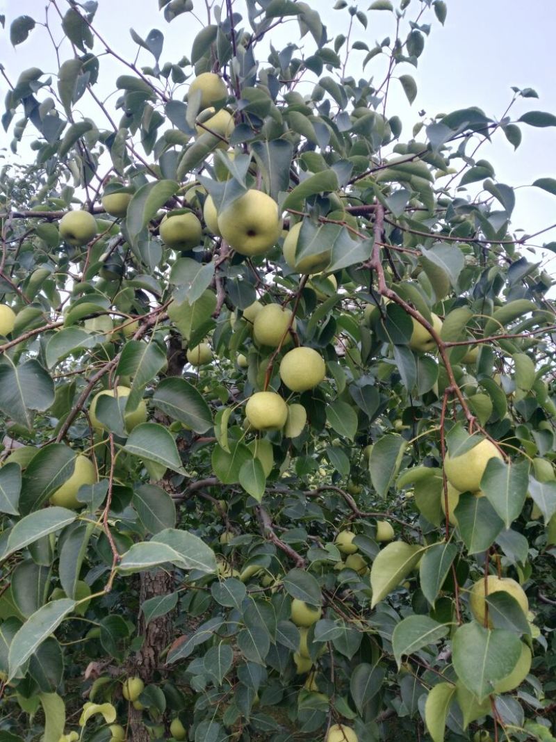 蜜梨200~250g光果
