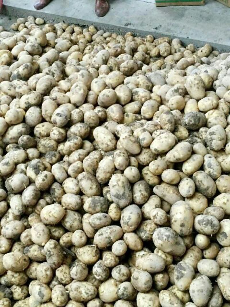 新土豆🥔2两以上精品产地直发货源充足