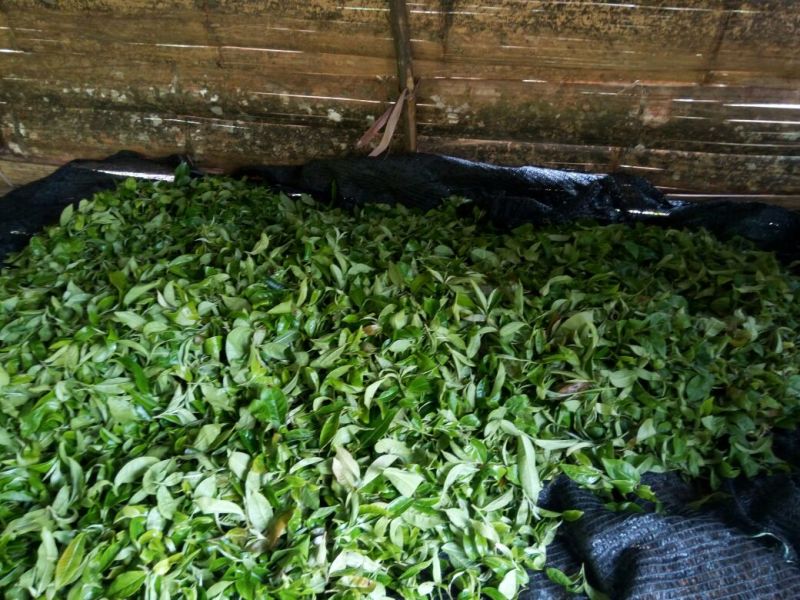 黑茶