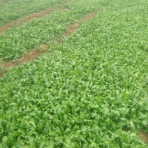 荠菜10cm以上，地菜，荠荠菜包饺子馄饨