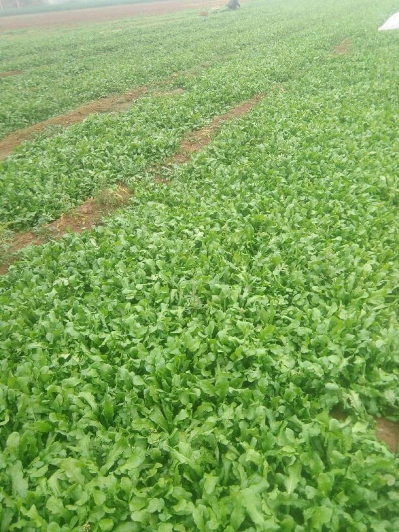 荠菜10cm以上，地菜，荠荠菜包饺子馄饨