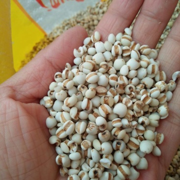 薏米药用无硫薏米薏仁米贵州米麸炒薏仁米