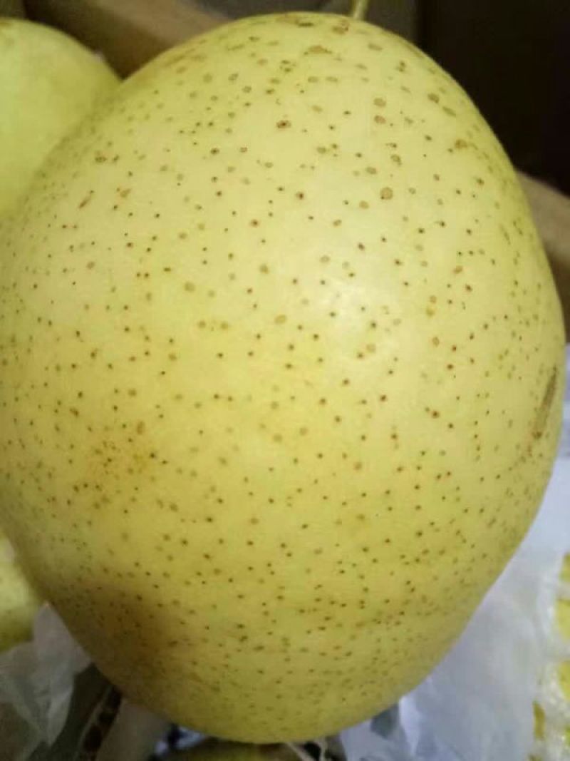 雪花梨250~300g纸箱