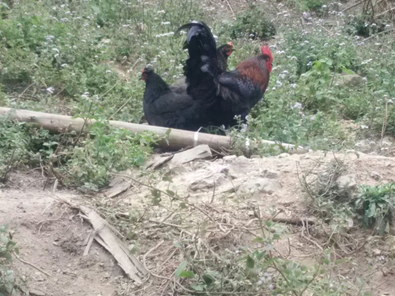 黑鸡