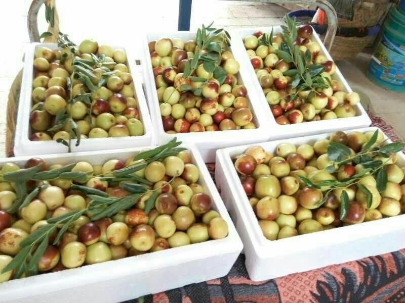冬枣大荔冬枣大量上市供应