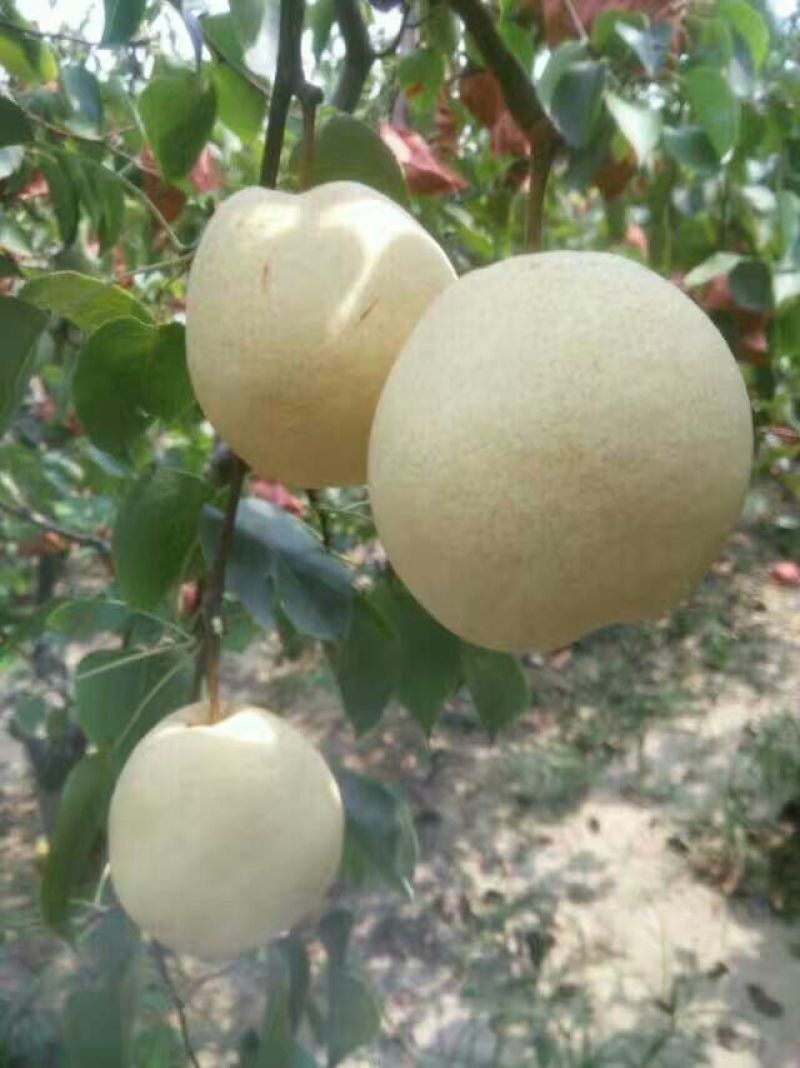 酥梨200~250g纸袋
