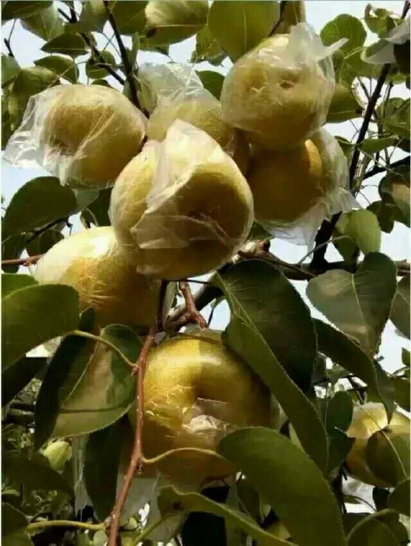 酥梨膜袋