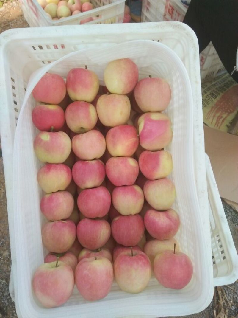 新红星苹果纸袋