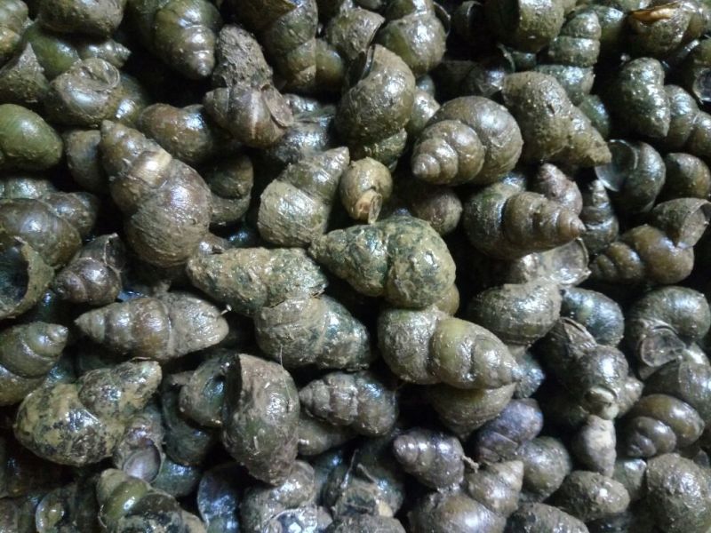 螺蛳食用鲜活