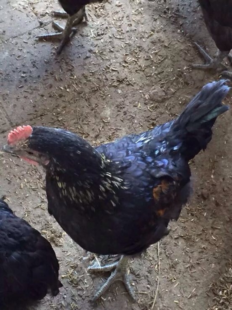 绿壳鸡蛋