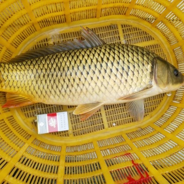 河鲤鱼食用3公斤以上