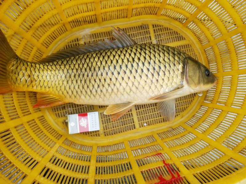 河鲤鱼食用3公斤以上