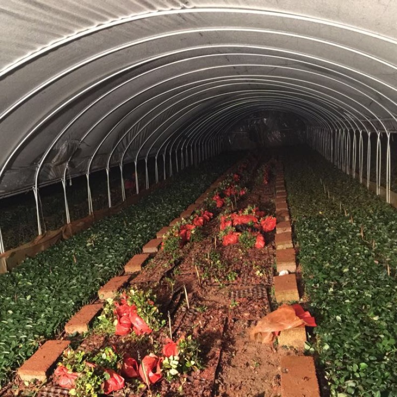 四季玫瑰苗欢迎订购