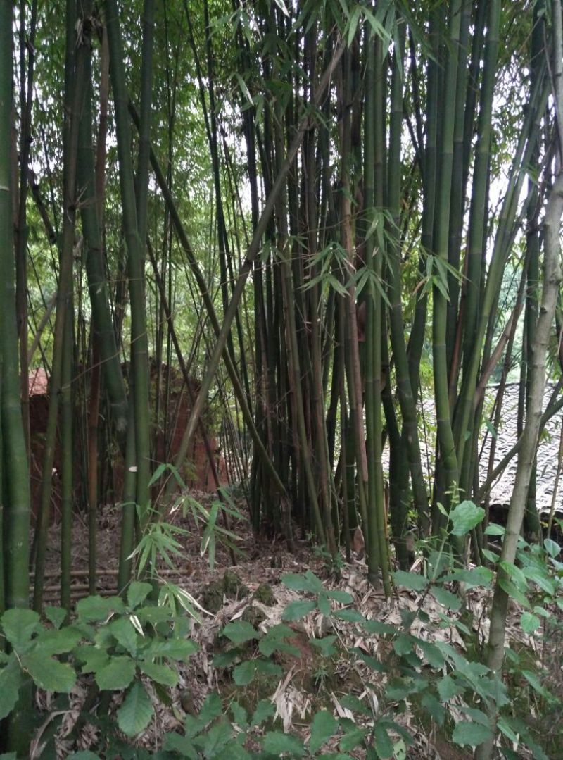 绿竹4~5m