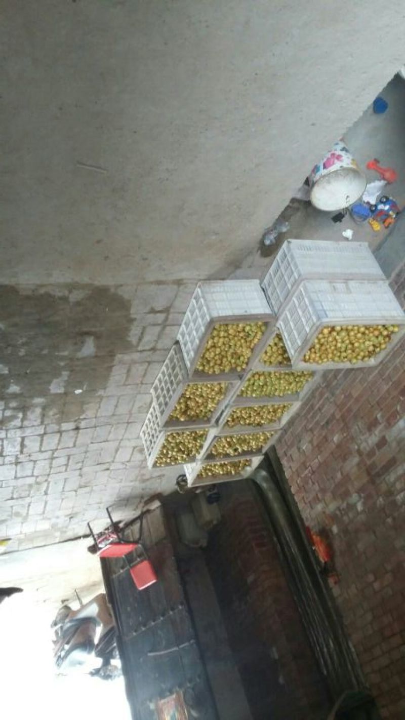 大荔冬枣诚接各地客商，及各大电商，均可一件代发落地配货