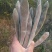 紫藤3~4cm1~1.5米