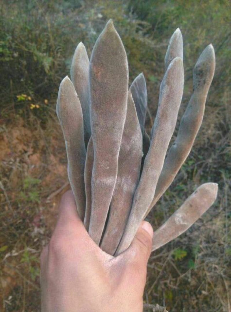 紫藤3~4cm1~1.5米