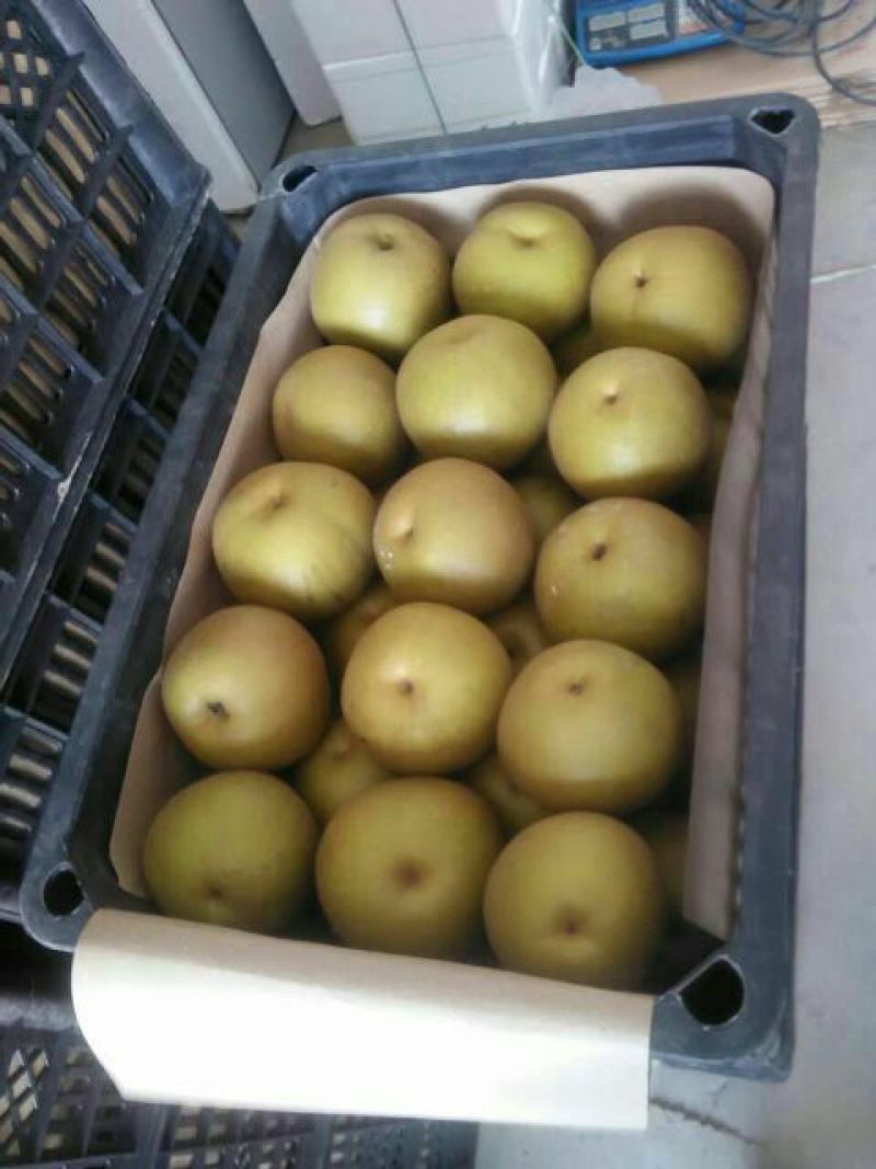 酥梨250~300g光果