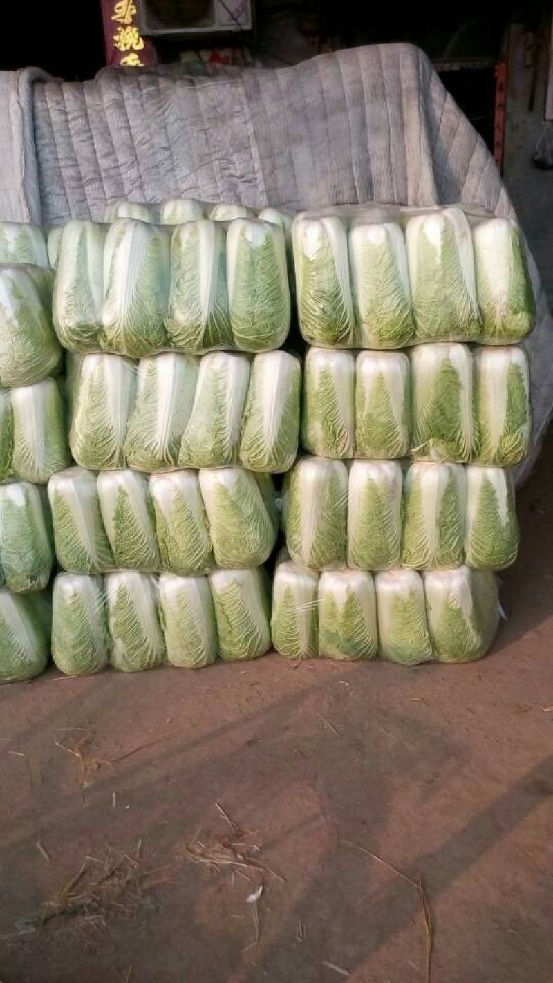 山东省济南市平阴县，北京新三号白菜，大量供应，量大质优