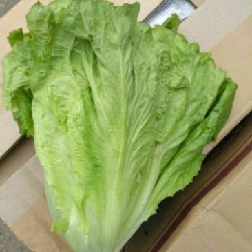 河南南阳露天精品意大利生菜基地直供保证质量