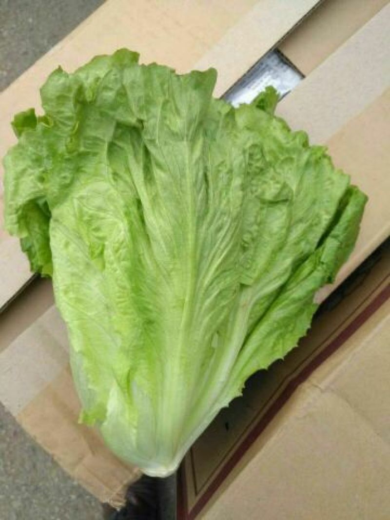 河南南阳露天精品意大利生菜基地直供保证质量