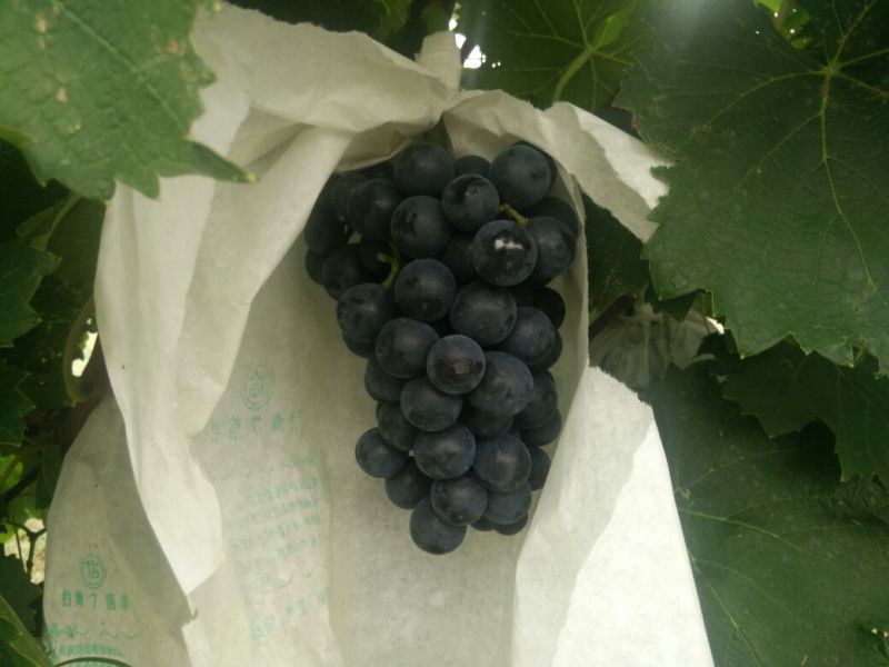 夏黑葡萄苗1年30~50cm