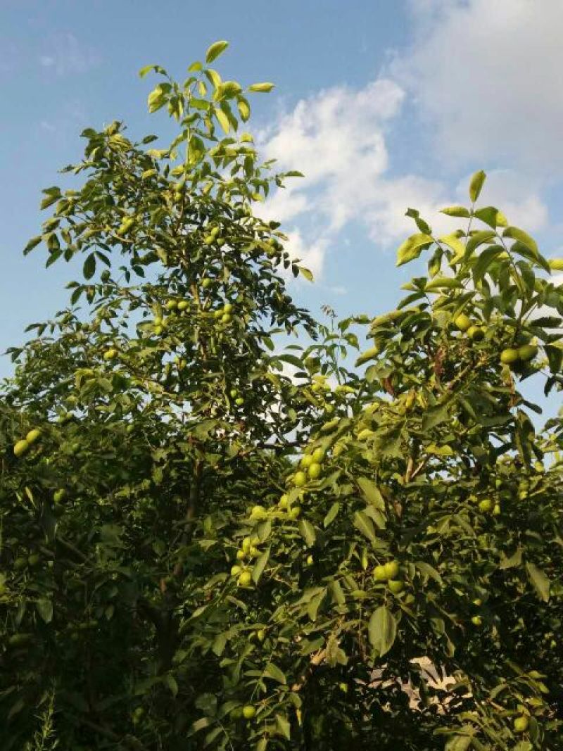 薄皮核桃25mm以下去皮