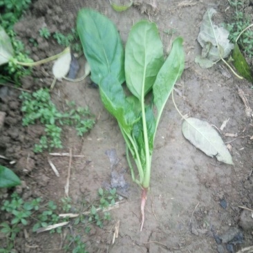 大叶菠菜15~20厘米