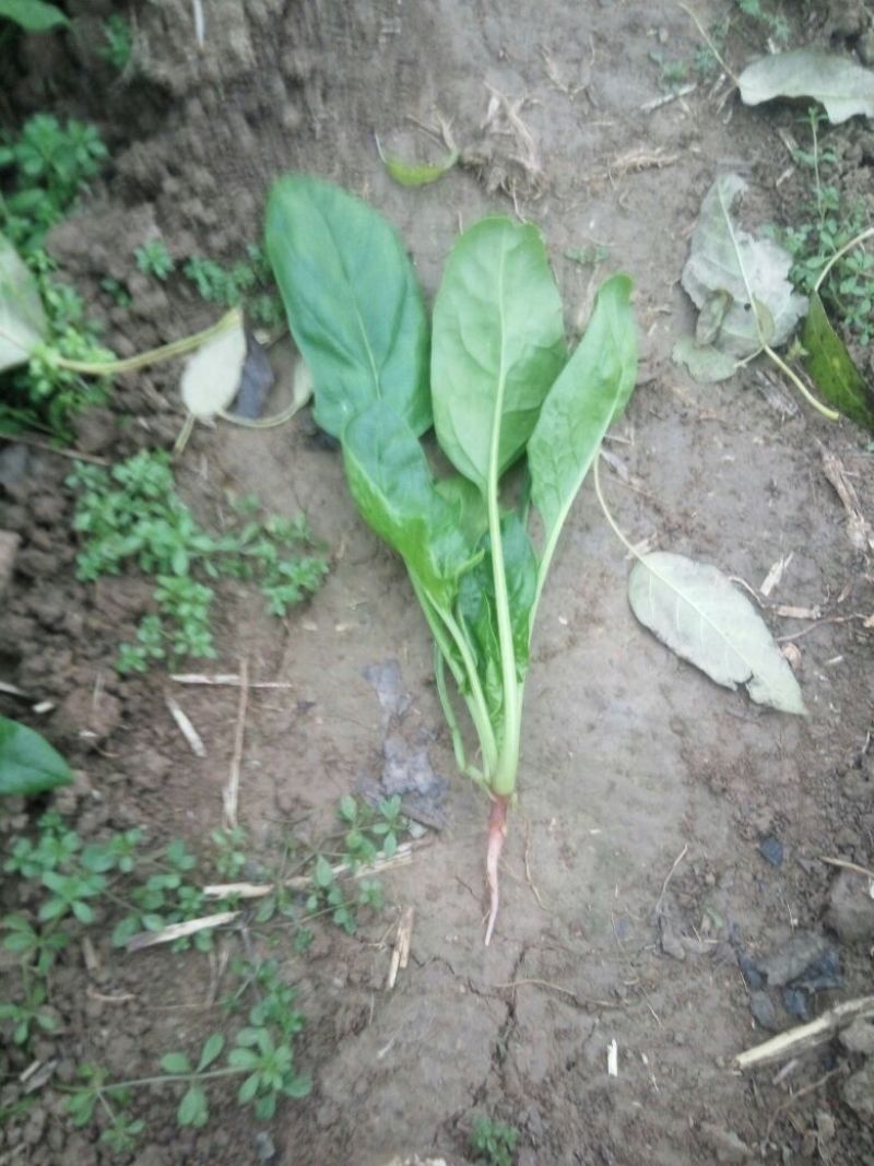 大叶菠菜15~20厘米