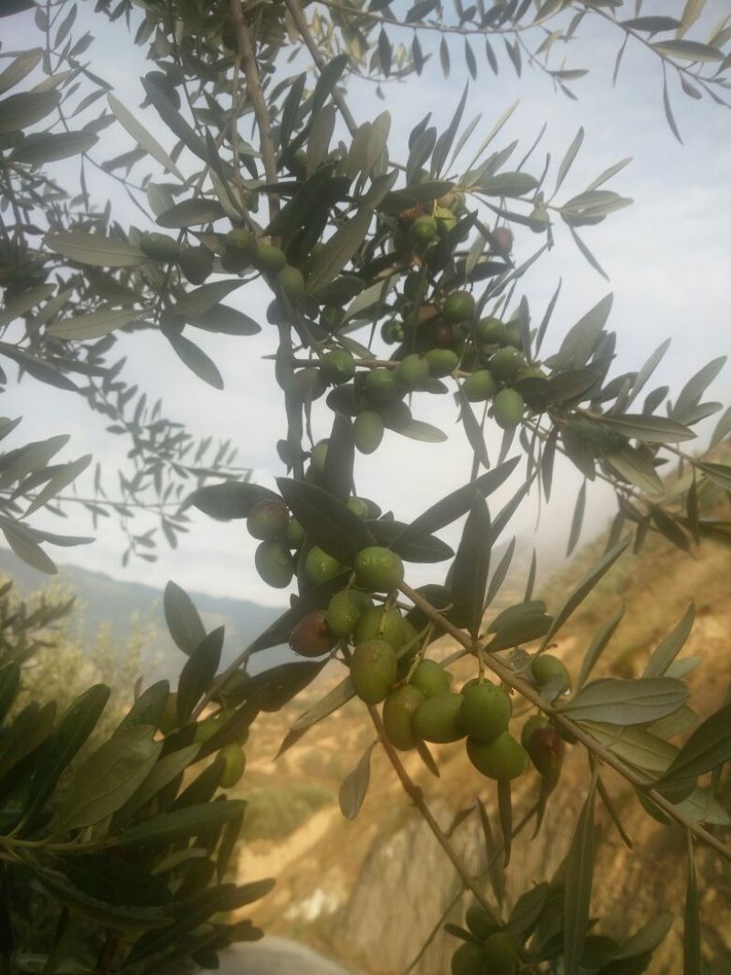 油橄榄
