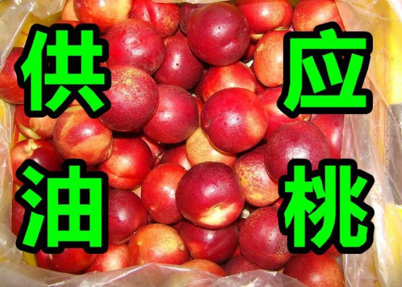 中油4号油桃2两以上