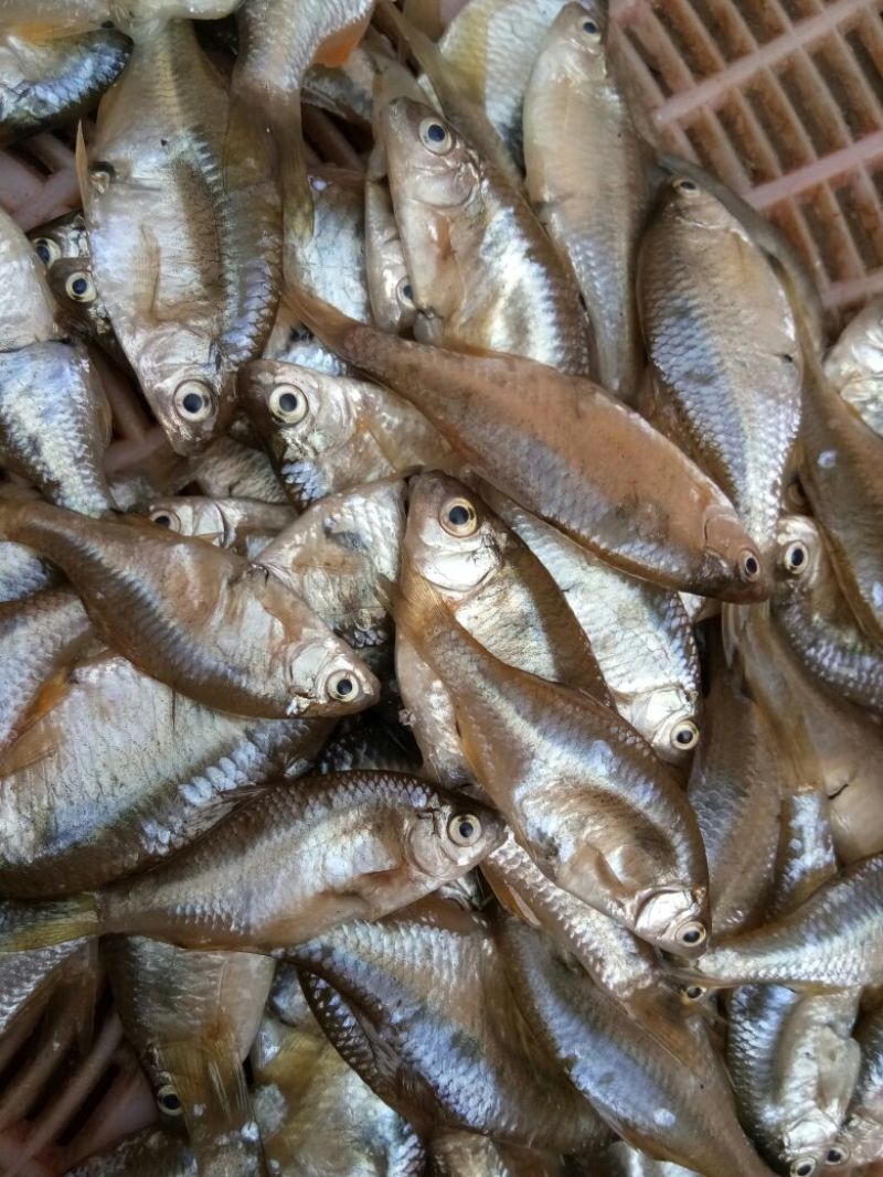 池鲤鱼食用1~2公斤