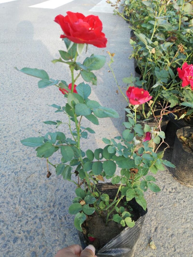 红帽子月季30~40cm
