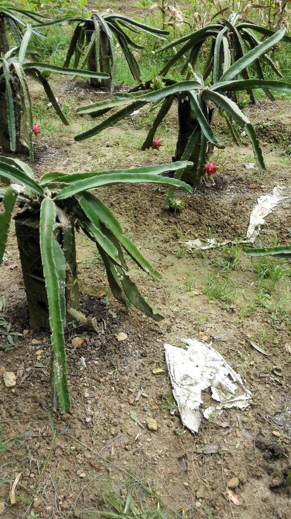 广西玉林市陆川县红玉火龙果 中(5-7两)批发_1