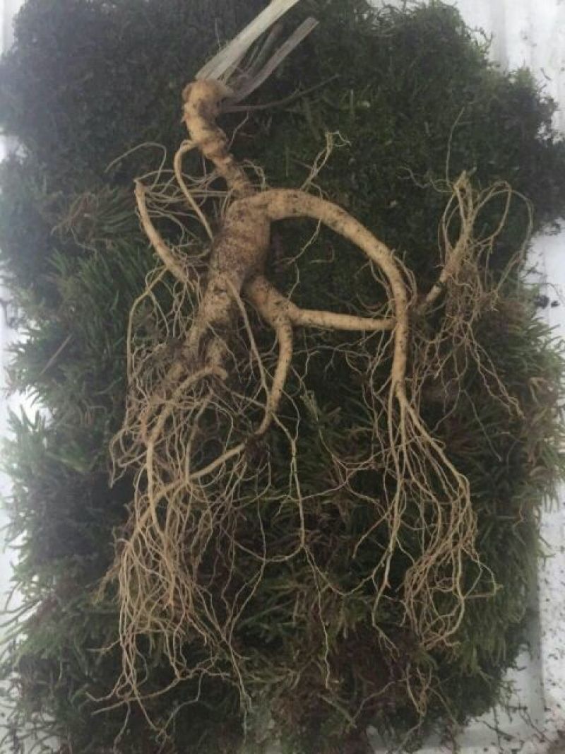 林下参