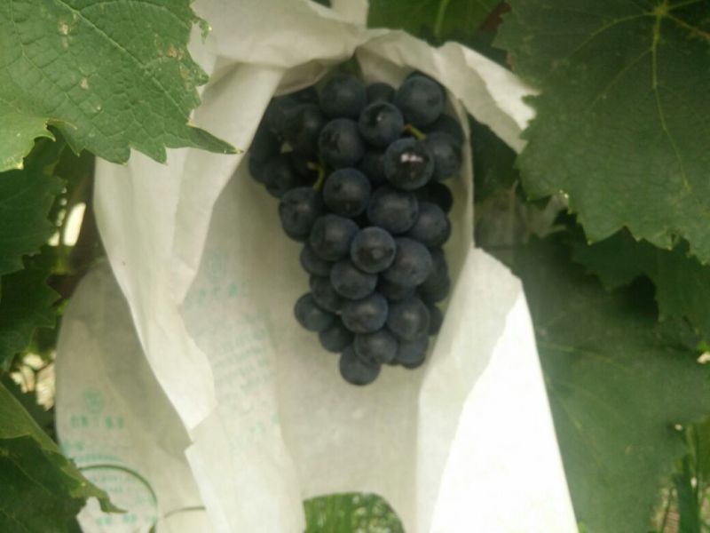 夏黑葡萄苗1年30~50cm