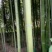 绿竹8~9m