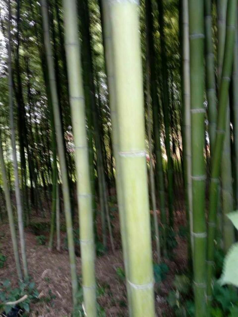 绿竹8~9m
