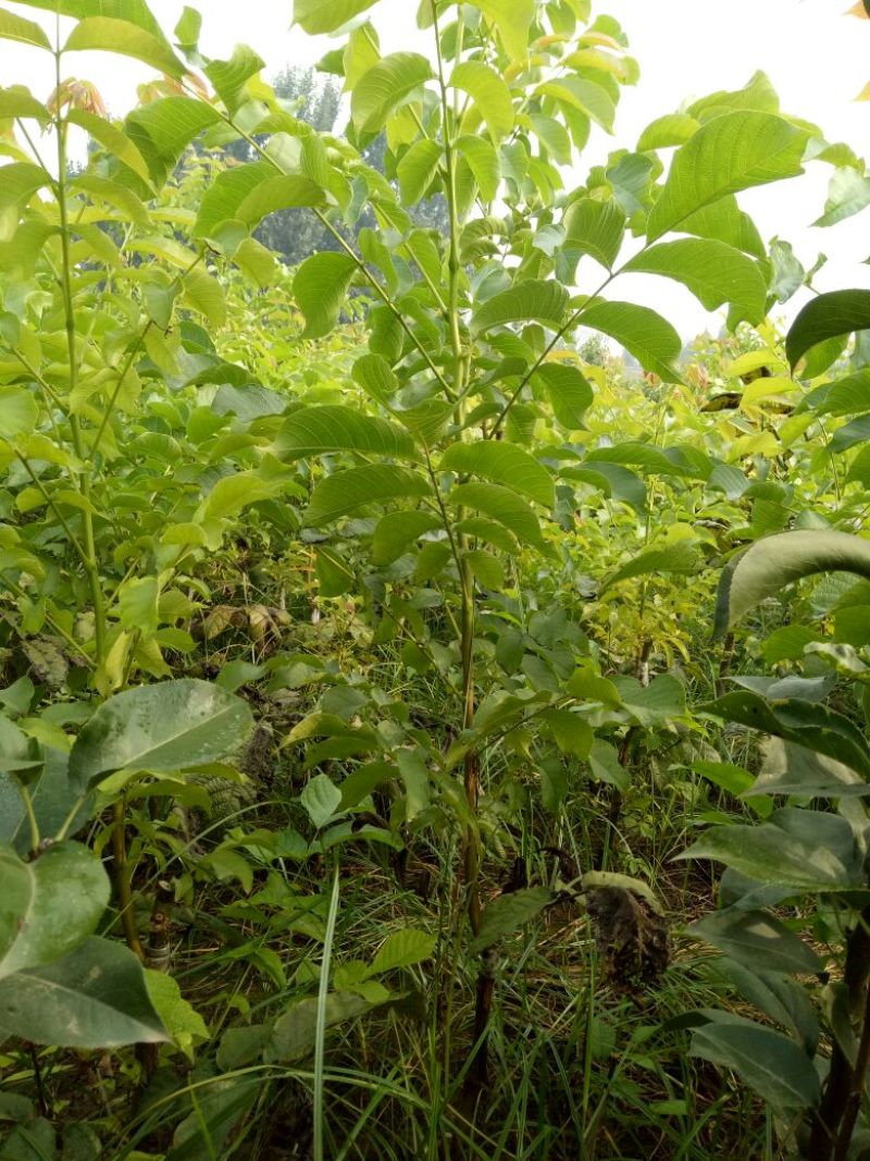 核桃苗50~100cm二年苗