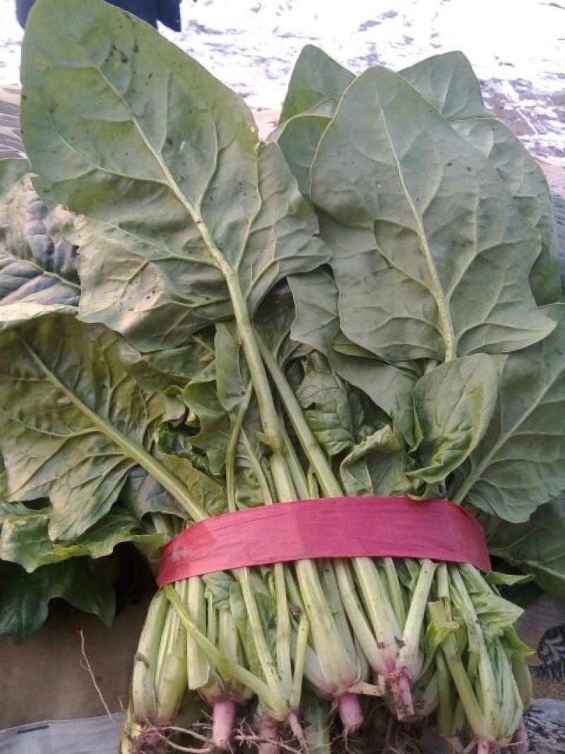 大叶菠菜40cm