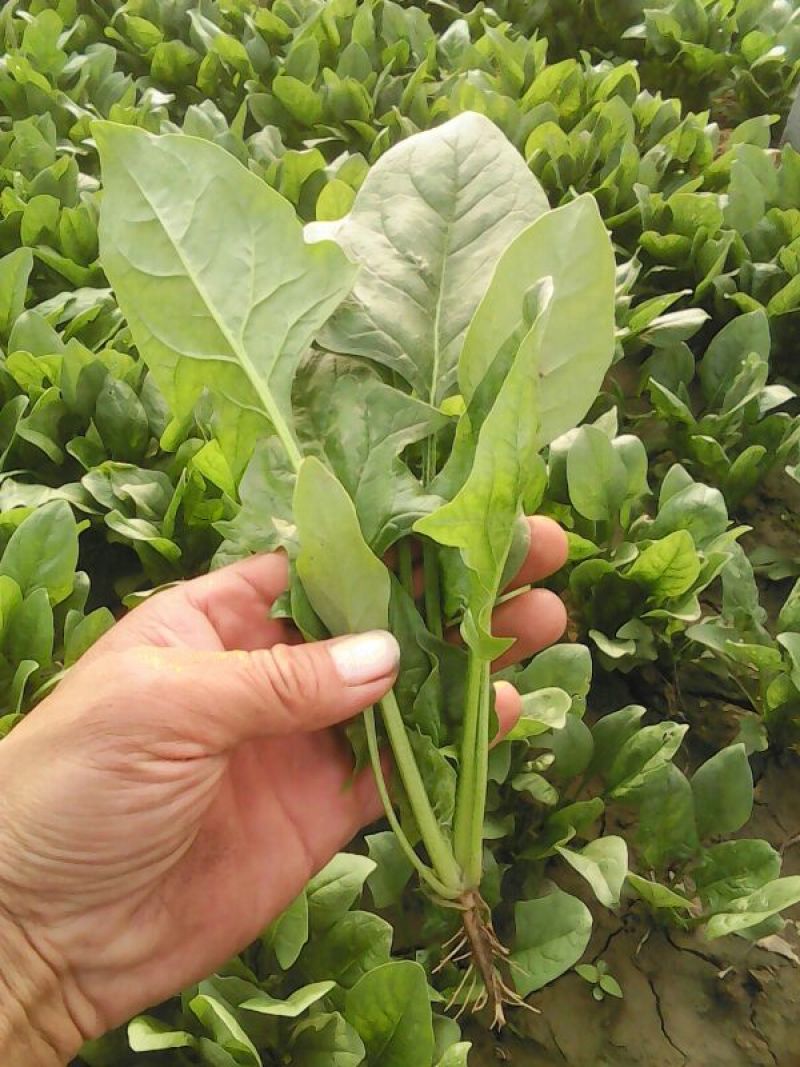 大叶菠菜20~25厘米
