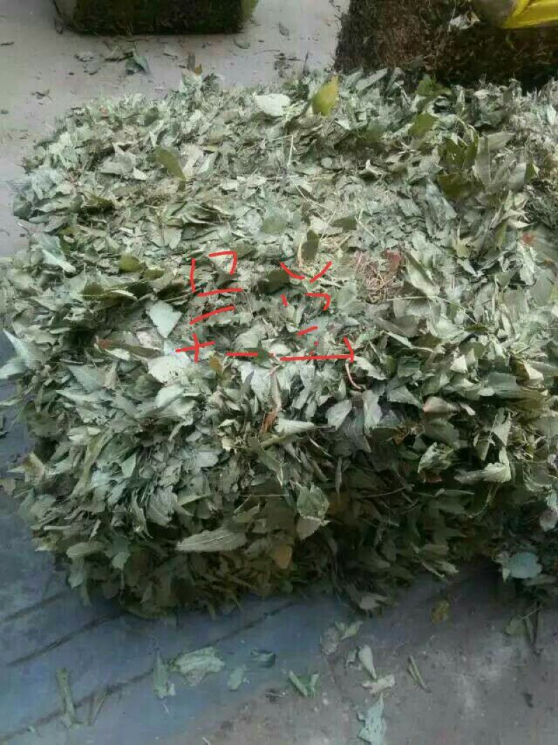 淫羊藿全叶