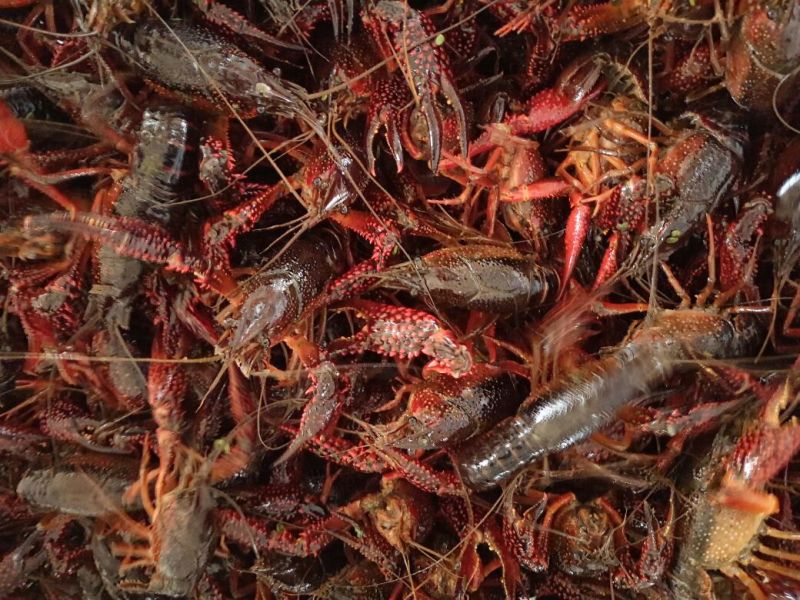 罗氏沼虾食用10~12钱活虾