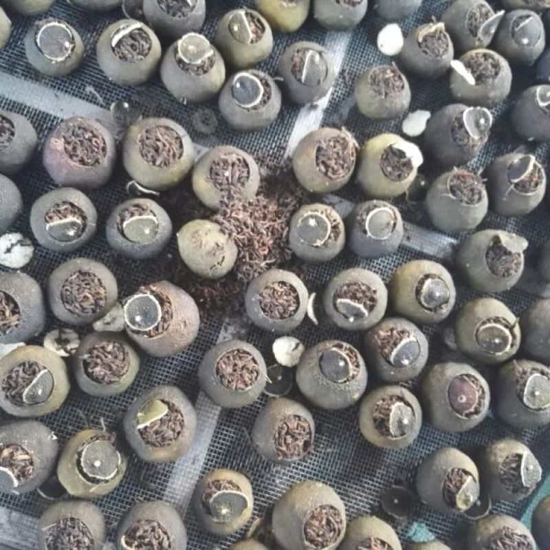 柑普茶特级
