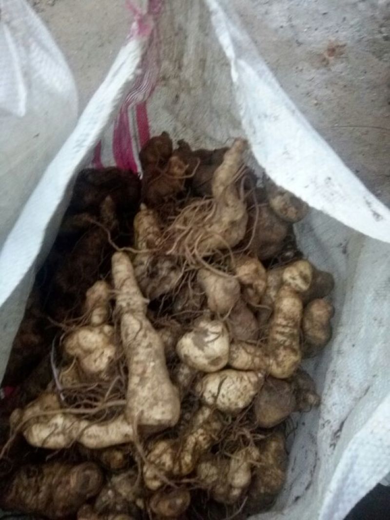 鸡头黄精，鲜货大块茎大量有货一手货源量大从优，