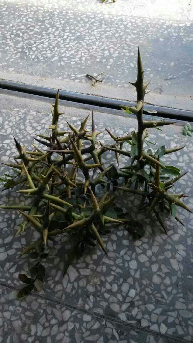 天丁湖北野生宝塔刺