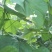 架豆王豆角20厘米以上